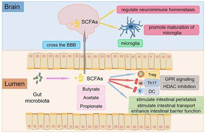 The role of the gut microbiota and fecal microbiota transplantation in neuroimmune diseases